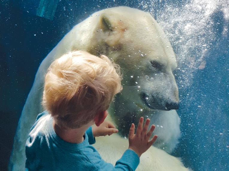 Ein Junge bestaunt einen Eisbär im Erlebnis Zoo Hannover